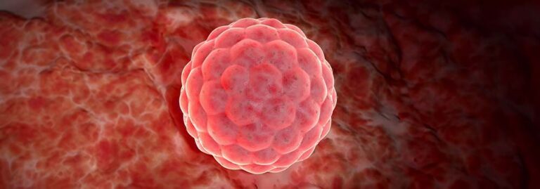 FIV - Alimentos que fazem diferença na implantação do embrião