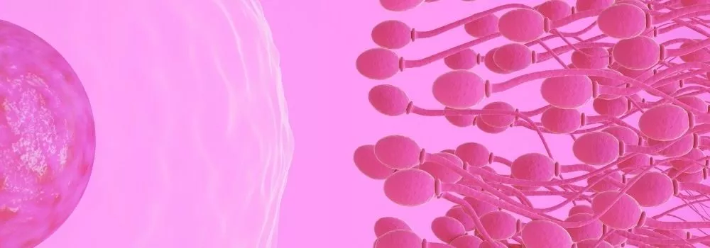 Alimentos que melhoram a qualidade dos espermatozoides